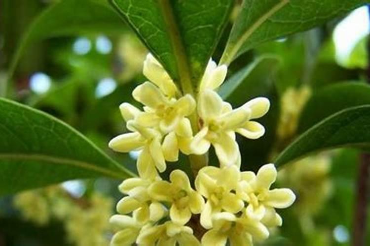 桂花喜肥吗 喜欢施什么肥料