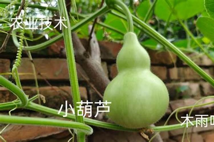 小葫芦怎么施肥