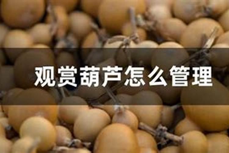 观赏葫芦怎么管理