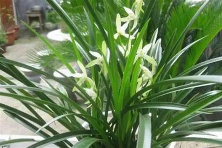 兰花如何栽培？