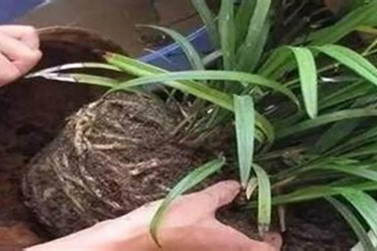 兰花怎样换盆移栽