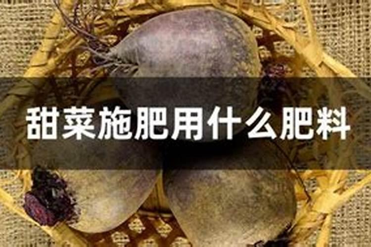 甜菜用什么冲施肥能增产呢？