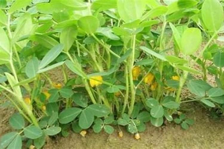 花生花败后不下针能打芸多收吗