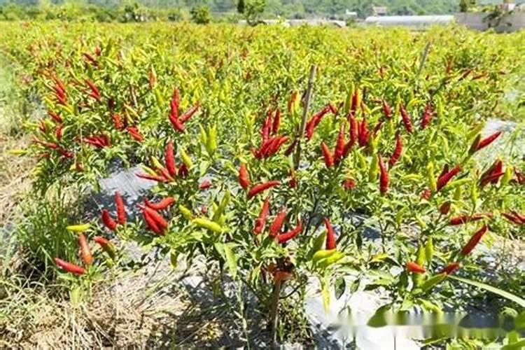 朝天椒有哪些种植技巧？农户如何提高朝天椒的质量？