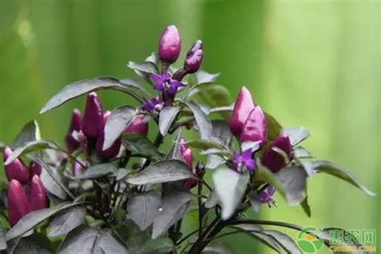 朝天椒在花期可以施肥吗？