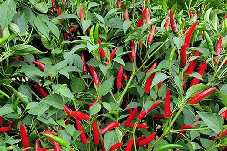 种植朝天椒想要高产,都有哪些种植技巧？