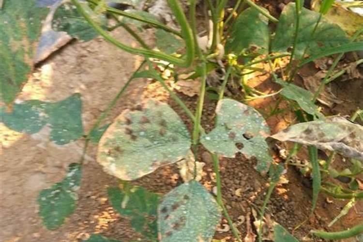 豆角出现黑斑是咋回事