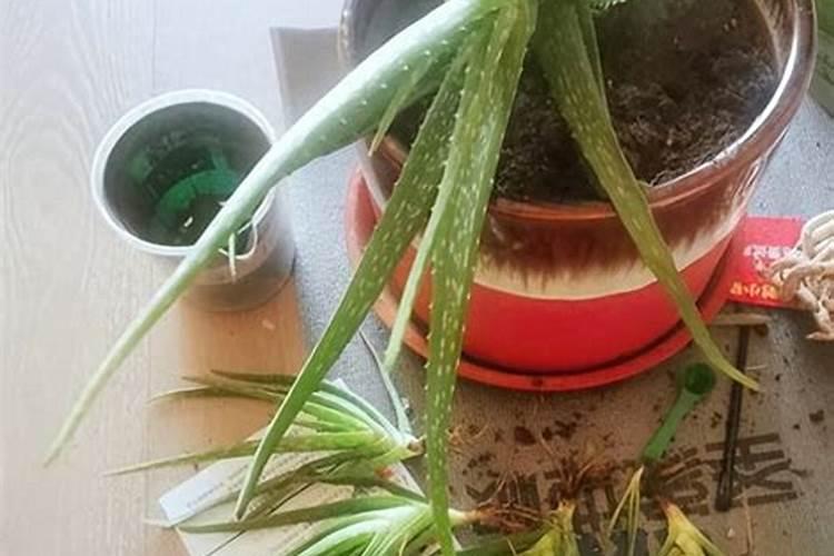 芦荟需要什么肥料养的好