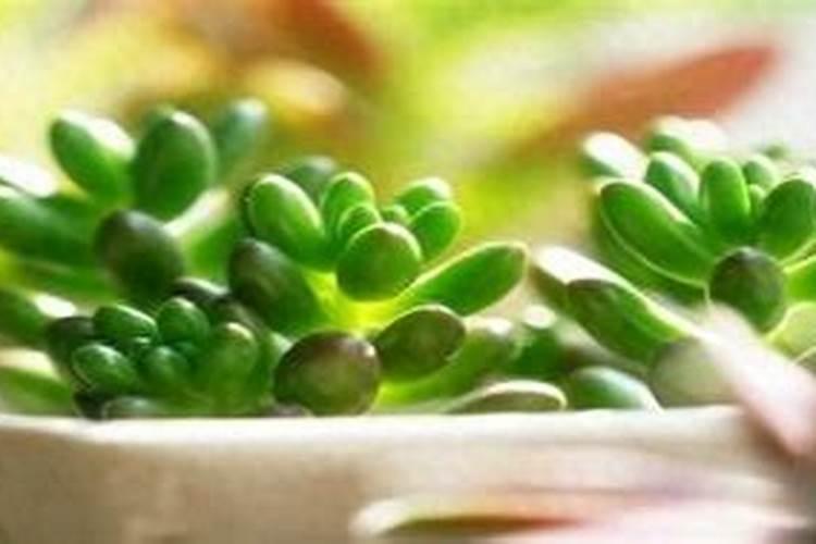 多肉用什么肥料施肥最好