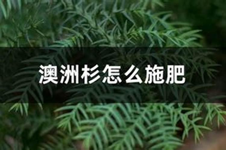 澳洲杉怎么正确施肥最好？