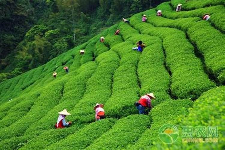 茶树叶片发生日灼怎么办？茶叶用什么叶面肥长得快？