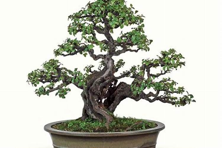 养雀梅有什么忌讳