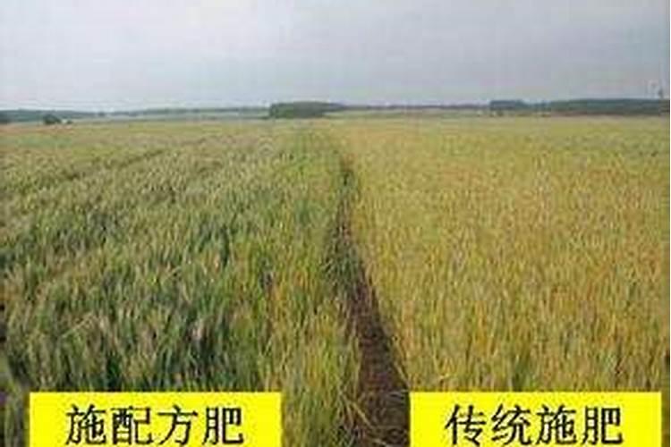 荔枝的测土配方施肥有哪些特点？