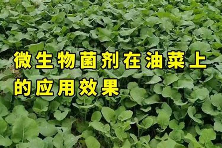 油菜底肥用什么肥好
