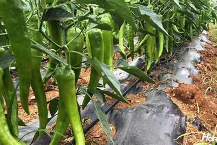 辣椒座果期冲施什么肥料好？辣椒膨果期用什么水溶肥好？