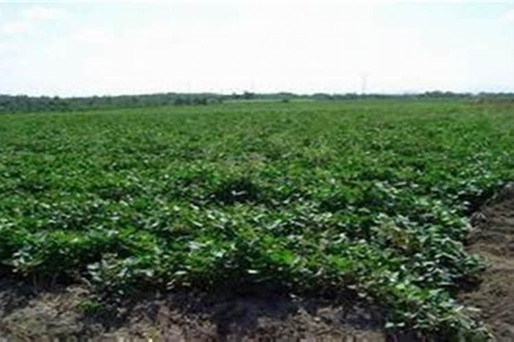 红薯施肥,需要什么讲究