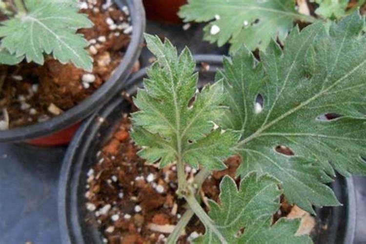 怎样给盆栽菊花施肥