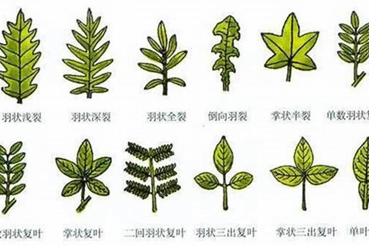 为什么有些植物叶子有白边
