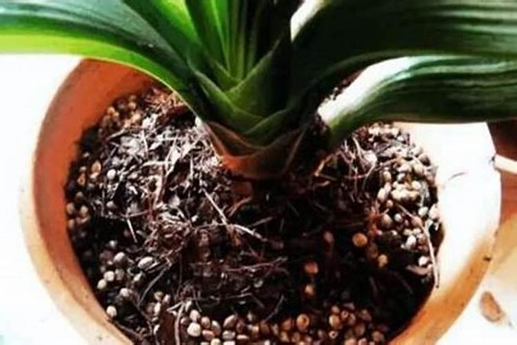 叶面肥可以浇花吗