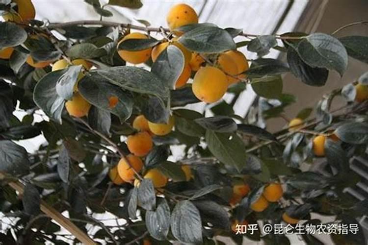 柿子果实膨大施什么肥