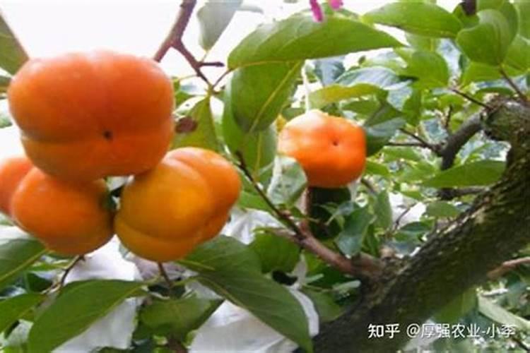 柿子树结柿子后用什么肥料膨果？