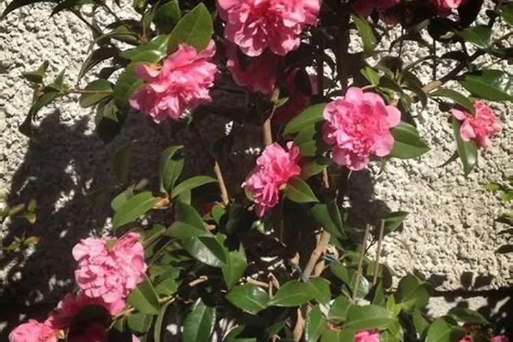 盆栽茶花用什么肥最好(盆栽茶花养护攻略,揭秘最适合的肥料选择!)百度...