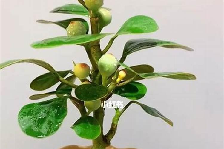 菩提树施什么肥料好？