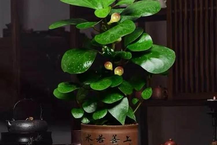 如何养好菩提树盆景？