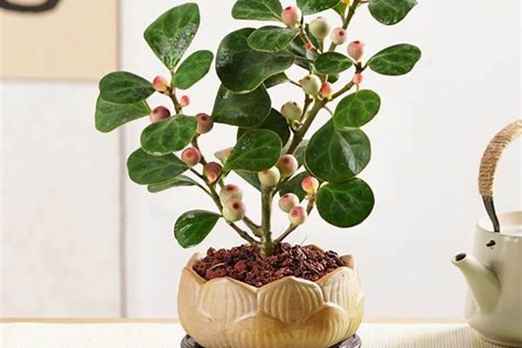小叶菩提树盆景怎么养？