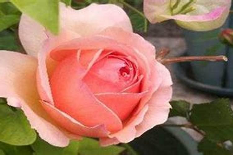 怎样让真宙月季爆盆 方法是什么