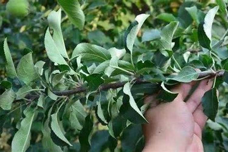 苹果控梢促花用什么好？腐植酸水溶肥有效果吗