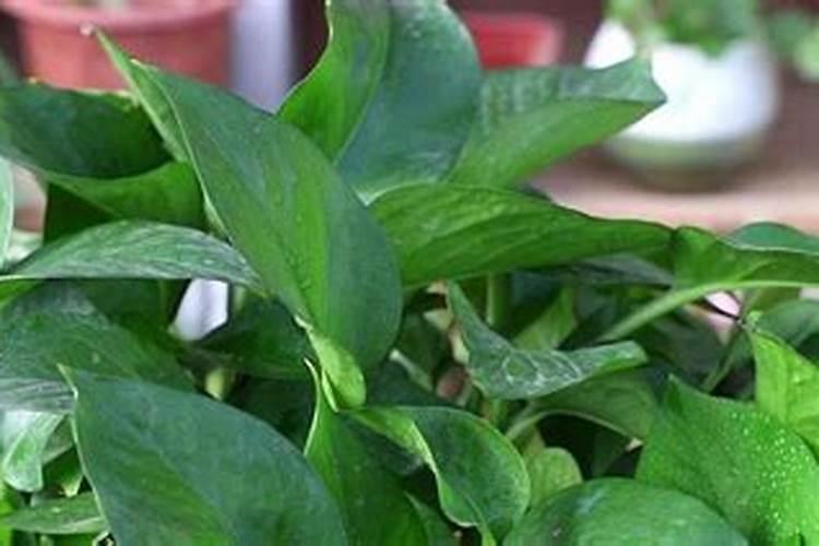 使叶子变绿的肥料、绿植需要的肥料有哪些