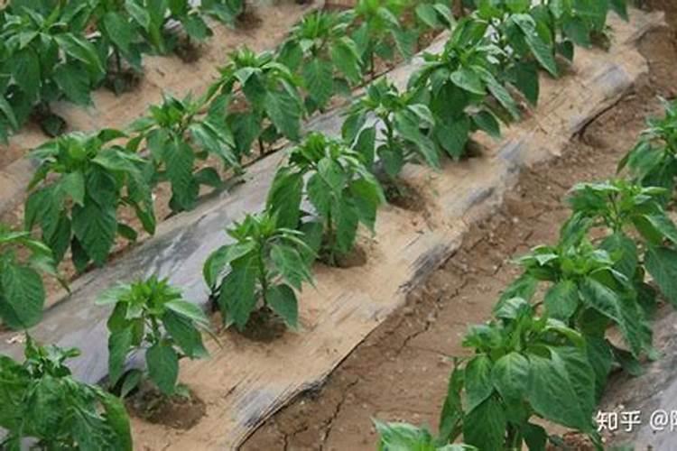 辣椒花芽分化冲什么肥料好