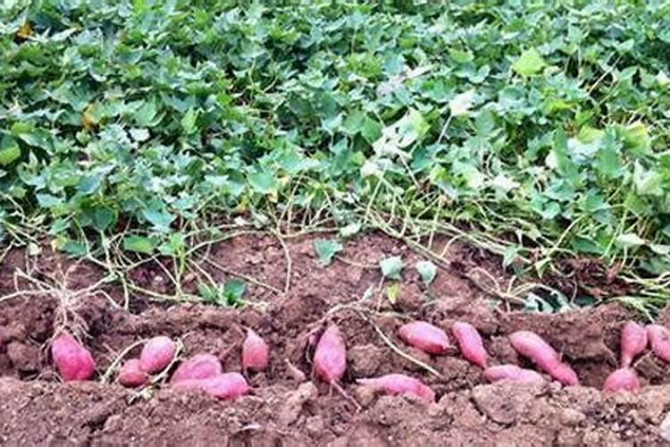 红薯滴灌硫酸钾会烧皮吗