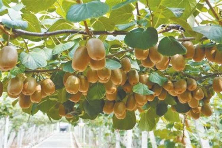 【转载】猕猴桃树的管理