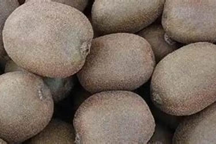 猕猴桃在冷库里怎样进行保存？