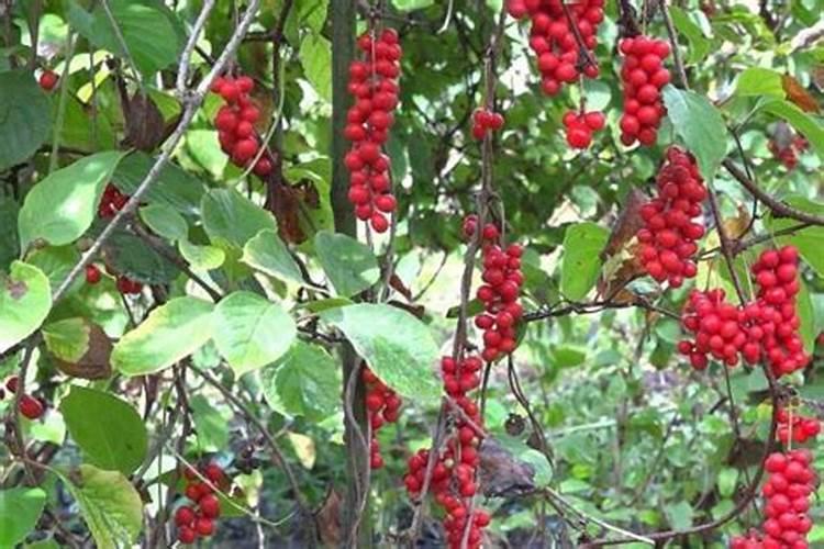 五味子叶面肥怎么施肥最好？