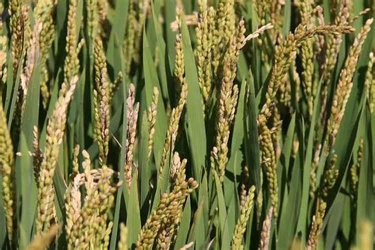 水稻齐穗期喷液体氮肥好吗