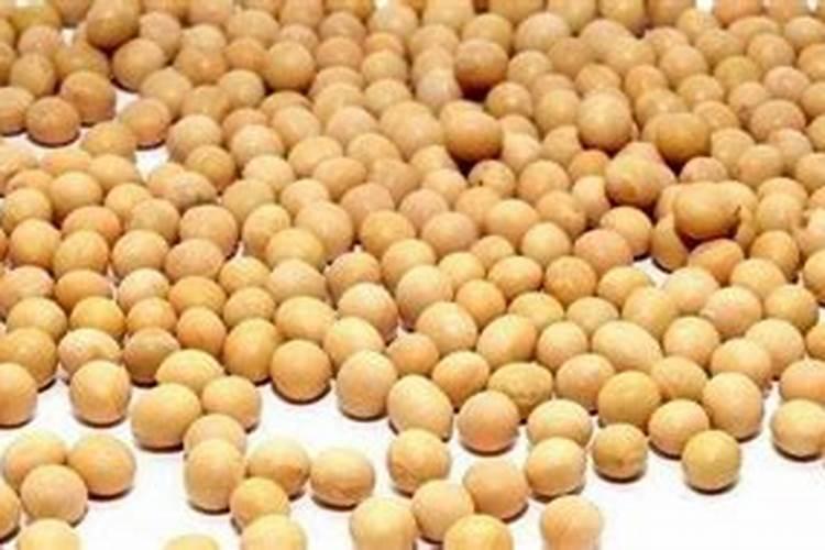 黄豆泡水是什么肥多久可以浇花