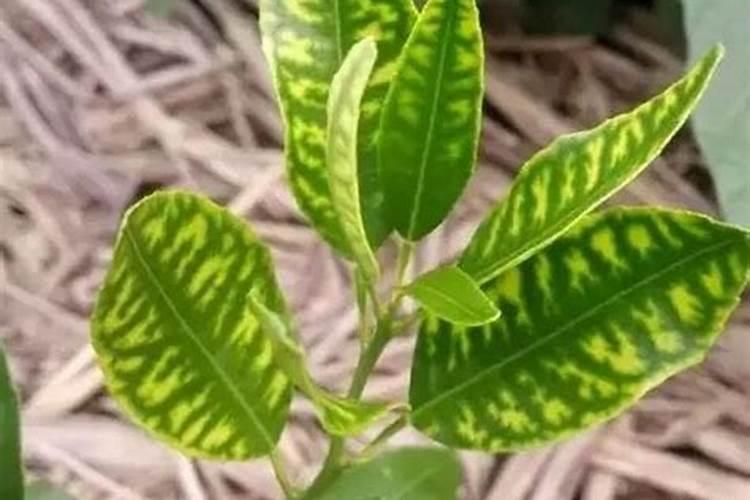 果树缺镁有哪些防治措施？