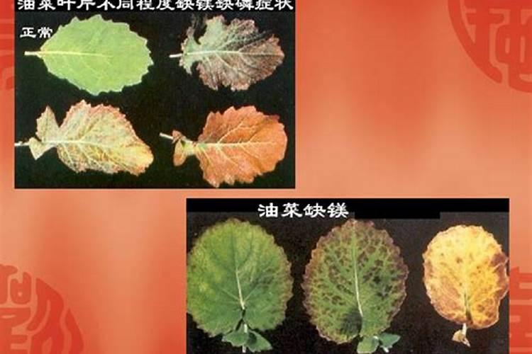 植物缺镁用什么肥料