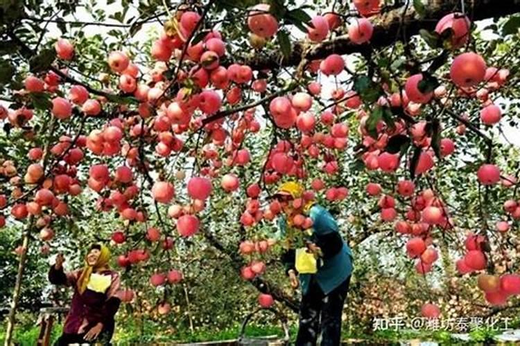 硫酸镁在果树的作用