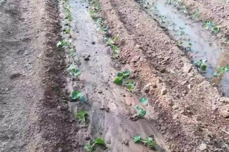 气温低施肥有效吗