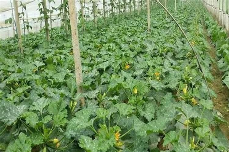 葫芦施什么肥会皮厚？