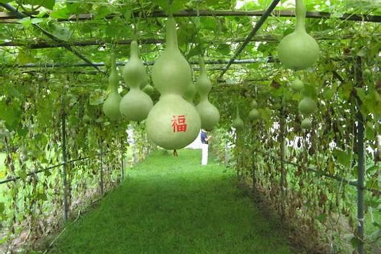 葫芦怎么种植