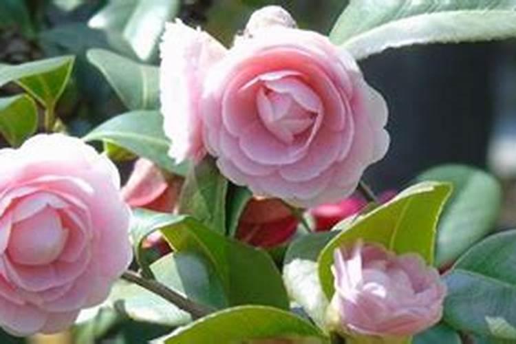 盆栽茶花的施肥方法