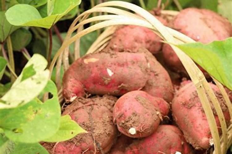 关于红薯的谚语