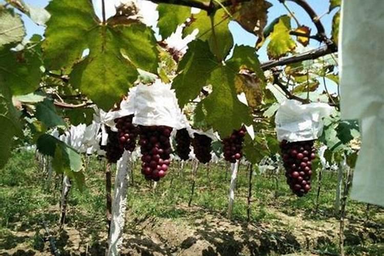 葡萄生长期硫酸钾用多了会造成什么后果