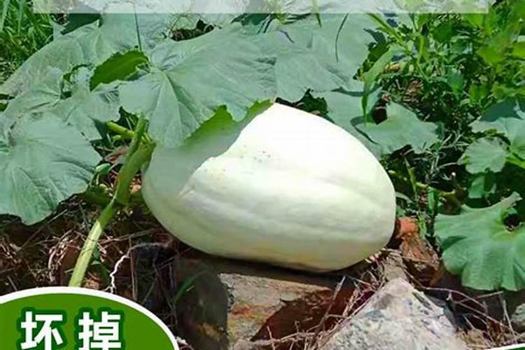 我想问一下,种植白瓜用什么肥好,多少含量的？