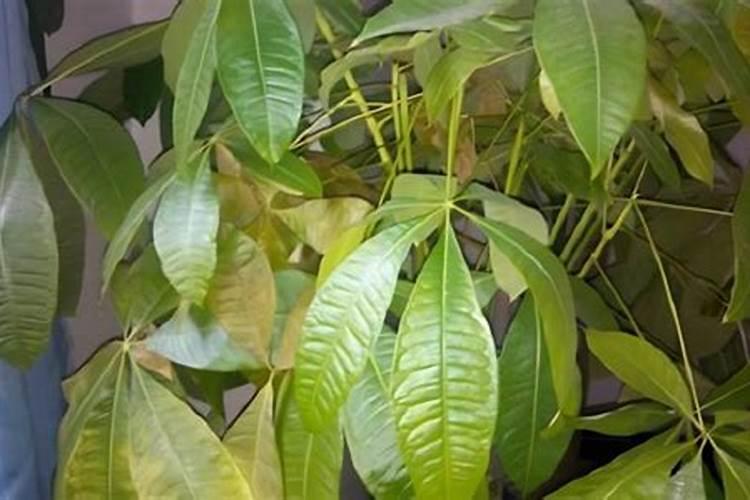 发财树缺氮肥的症状和表现有哪些？